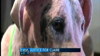 Worst animal abuse case group has seen [upl. by Leigh915]