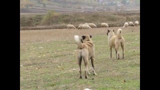 kurt avcısı kangallar kangal dogs and wolfs [upl. by Hightower]