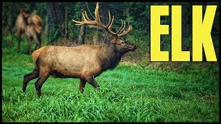 The Hunter Diaries  ELK  rhinoCRUNCH [upl. by Godewyn]