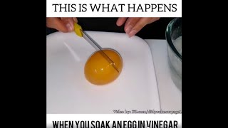 This is What Happens When You Soak An Egg In Vinegar [upl. by Blandina]