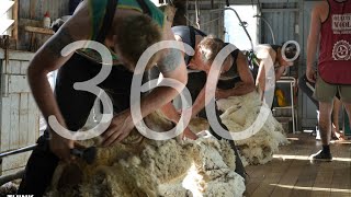 360º Sheep Shearing Shed Walkthrough  Ettrick Farm Australia [upl. by Aihsram767]