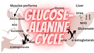 Glucose alanine cycle  Amino acid metabolism [upl. by Erihppas182]