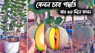 মেলন ফল চাষ করার সঠিক পদ্বতি। প্রচুর ফলন হবে মাএ ৫৪ দিনে। How to Growing Rockmelon in pots🍈🍈 [upl. by Riva246]