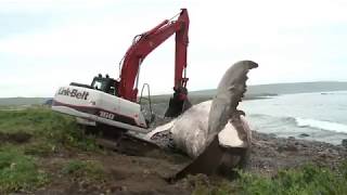 TOP 5  Baleias Explodindo  Dead Whale Explodes [upl. by Gosselin]