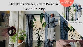 Strelitzia reginae  Bird of Paradise Care and Pruning  Yali’s Community [upl. by Nomihs]