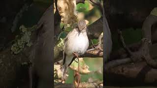 Spotted Flycatcher short wildlife ramsgate nature [upl. by Etteyniv74]