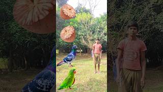 Rounding cut betelnuts to Duck Peacock Pigeon amp Parrot  Birds names magic video [upl. by Ibrab]