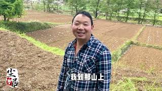 小八上山采茶，狗子却追了一路，它最后的这个举动真让人崩溃 [upl. by Annairda543]