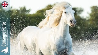 CAMARGUE HORSE one of the last wild horses in France ORIGIN OF THE BREEDS [upl. by Natsreik343]