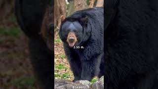 Conoce al Baribal El Oso Negro Americano Ursus americanus [upl. by Vassell]