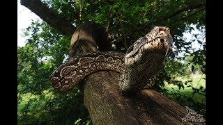 LAMPALAGUA BOA CONSTRICTOR OCCIDENTALIS EN PARAGUAY [upl. by Gretchen]