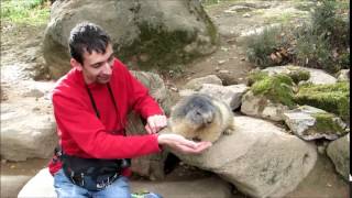 cyril qui donne à manger au marmottes [upl. by Covell]