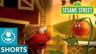 Sesame Street Tomato Musical Preview  Elmo the Musical [upl. by Yetac941]