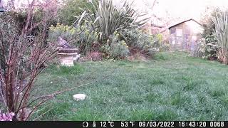 Wood Pigeon on a bird bath [upl. by Lahcsap]