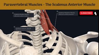 Paravertebral Muscles  The Scalenus Anterior muscle Attachments  Nerve supply Action  Relations [upl. by Umeh]