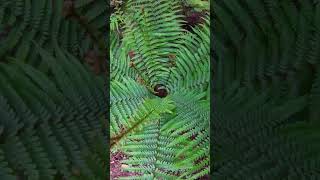 Part 1 Scaly Male Fern Dryopteris affinis  Feto Macho Escamoso [upl. by Shuping]