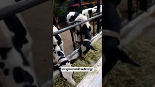 🐄↗️Jay Tuljabhavani group cow milkfarm cowfarm trendingshorts farming cattlefarm bull cow [upl. by Onoitna]