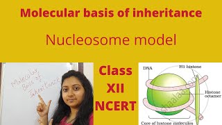 Class XII NCERT Molecular basis of inheritance Nucleosome model concept of chromosome [upl. by Barbara804]