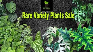 Rare variety plants sale video whatsapp 6282800870 [upl. by Nevetse]