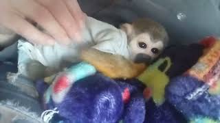 squirrel monkeys like to cuddle too they arent always running around like crazy [upl. by Zohar]