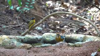 Flame throated bulbul amp orange headed thrush  vanoshi Birdhide [upl. by Thunell38]