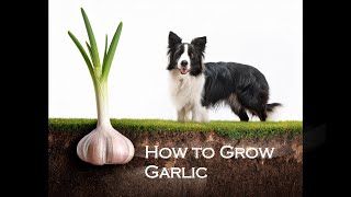 Garlic Growing THE Southern Secrets [upl. by Xet]