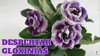 Gloxinia snningia cultivo como despertar bulbos chuyito jardinero [upl. by Bogey]