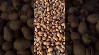 Potato seedబంగాల దుంప విత్తనంfarming [upl. by Ruiz]