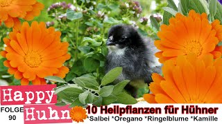 E90 Zehn Heilpflanzen für Hühner  HAPPY HUHN  Heilkräuter für die Tierheilkunde Geflügelhaltung [upl. by Elyk]