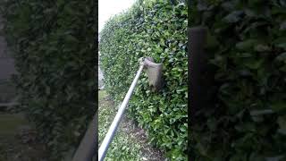 Trimming a hedge with a weedeater [upl. by Aicen]