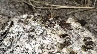 Myrmecocystus placodops mating flight  Cactus City CA 892022 [upl. by Eilrebma275]