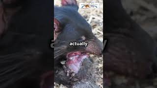 Tasmanian Devil Natures Feisty Fury TasmanianDevil WildlifeFacts AnimalFacts NatureLovers [upl. by Yzdnil187]