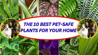 The 10 Best Pet Safe Plants for Your Home  MEDIPLANTA [upl. by Hafeenah565]