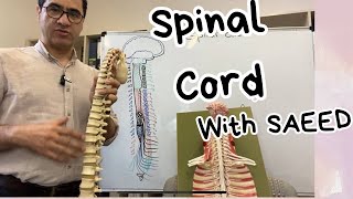 Spinal Cord Vertebral Column Spinal Nerves [upl. by Coshow]