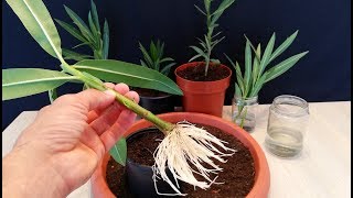 How to grow Oleander plant from cutting [upl. by Xet]