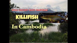 wild life Aplocheilus panchax – Blue Panchax in prek Toil kompot cambodia [upl. by Ewell262]