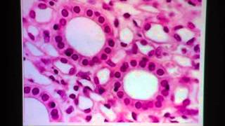 Simple Cuboidal Epithelium [upl. by Saffian]