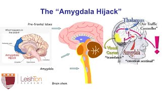 The Amygdala Hijack and How to Regulate it [upl. by Ueihtam]