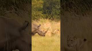 A mother and a baby rhino surrounded by lions wildlife lion lions rhino animals animal [upl. by Hahseram]