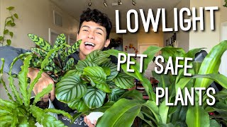 Top Houseplants Safe for Cats 🐱 amp Dogs 🐶 as well Low Light Tolerate Indoor Plants Pet Safe Plants [upl. by Assennav]