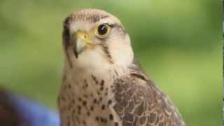 Creature Feature Lanner Falcon [upl. by Lydnek]