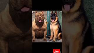 Pit bull Dog 🔥vs German Shepherd😈Dog breed Ki new  shorts [upl. by Elrahc]