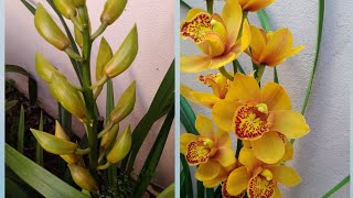 COMO CULTIVAR CYMBIDIUM DIRETO NO CHÃO E COMO ACABAR COM AS PRAGAS [upl. by Ocire]