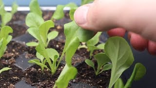 How to Grow Lettuce From Seed Indoors amp Harvest in One Month  LucasGrowsBest [upl. by Alehs950]