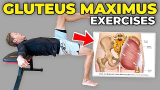 4 Gluteus Maximus Strengthening Exercises [upl. by Leynad]