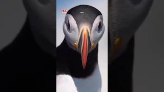 atlantic puffin birds  puffin bird flying  facts [upl. by Ennaihs]