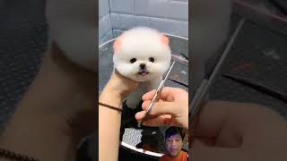 Wah guys doggy nya imut banget dog pets cute puppy funnypuppy doglover happy funny family [upl. by Orville330]