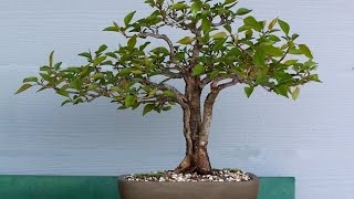 Flowering Pear Bonsai Tree pyrus communis part II [upl. by Orms]