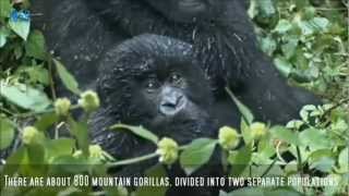 The Story Of Dian amp Digit  for The Dian Fossey Gorilla Fund Int [upl. by Duffy227]