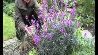 Erysimum quotBowles Mauvequot [upl. by Raphael]